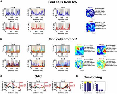 Entorhinal Neurons Exhibit Cue Locking in Rodent VR